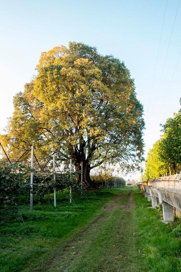 Al Bagolaro Bed and Breakfast Crocetta del Montello Εξωτερικό φωτογραφία